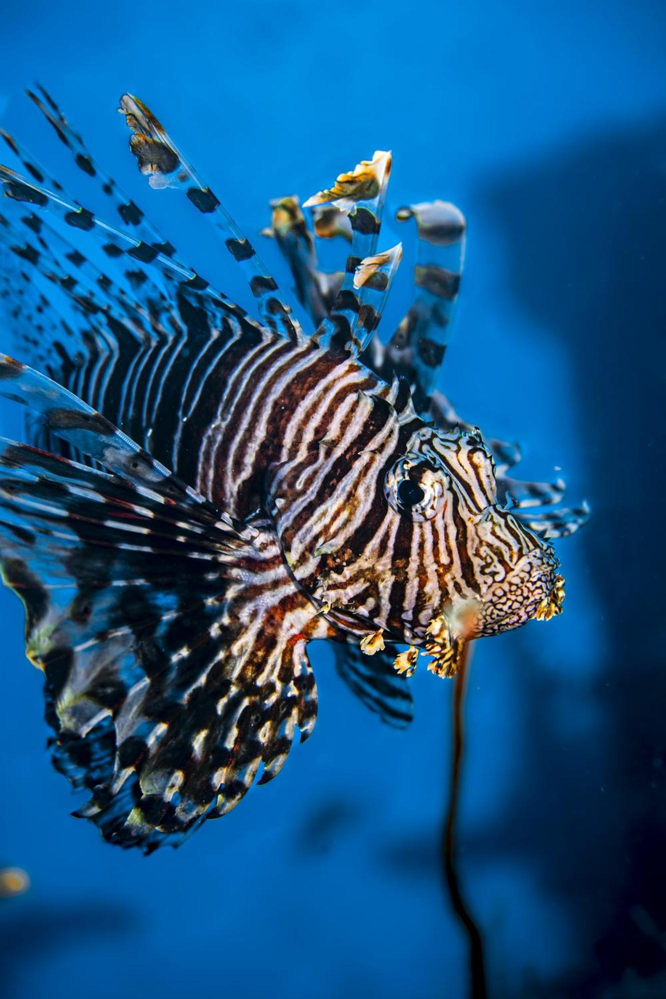 فندق Ocean Pearl Maldives At Gulhi Island المظهر الخارجي الصورة