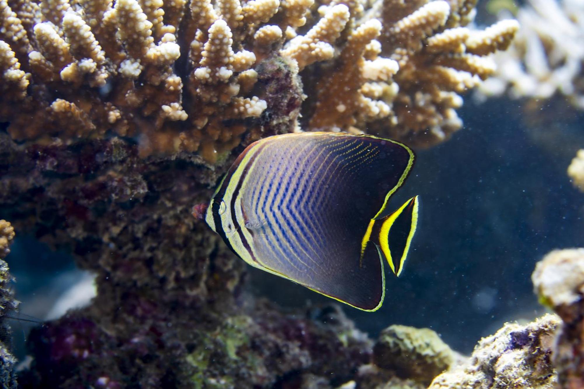 فندق Ocean Pearl Maldives At Gulhi Island المظهر الخارجي الصورة